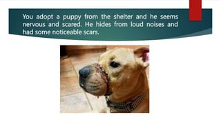 You adopt a puppy from the shelter and he seems
nervous and scared. He hides from loud noises and
had some noticeable scars.
 