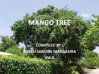 MANGO TREE COMPILED BY : NATALI SANDRA MARGASIRA IPA 8 