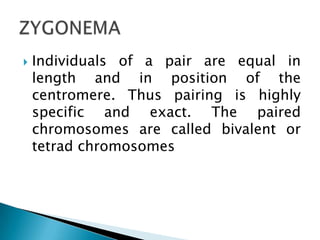 Meiosis | PPTX