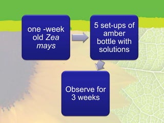 one -week          5 set-ups of
                      amber
 old Zea            bottle with
  mays               solutions




            Observe for
             3 weeks
 