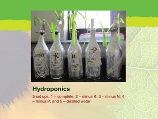 Hydroponics
5 set ups: 1 – complete; 2 – minus K; 3 – minus N; 4
– minus P; and 5 – distilled water
 