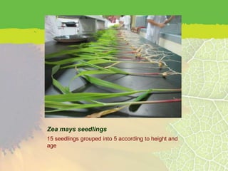 Zea mays seedlings
15 seedlings grouped into 5 according to height and
age
 