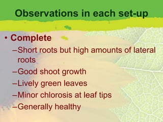 Observations in each set-up

• Complete
 –Short roots but high amounts of lateral
  roots
 –Good shoot growth
 –Lively green leaves
 –Minor chlorosis at leaf tips
 –Generally healthy
 