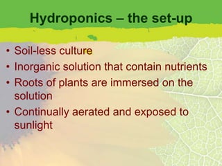 Hydroponics – the set-up

• Soil-less culture
• Inorganic solution that contain nutrients
• Roots of plants are immersed on the
  solution
• Continually aerated and exposed to
  sunlight
 