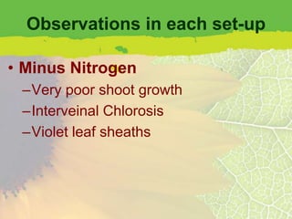 Observations in each set-up

• Minus Nitrogen
 –Very poor shoot growth
 –Interveinal Chlorosis
 –Violet leaf sheaths
 