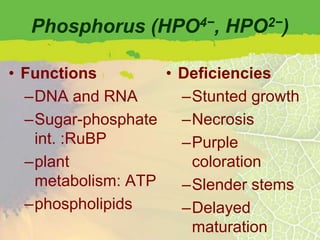 Phosphorus (HPO4−, HPO2−)

• Functions        • Deficiencies
  –DNA and RNA       –Stunted growth
  –Sugar-phosphate   –Necrosis
   int. :RuBP        –Purple
  –plant              coloration
   metabolism: ATP   –Slender stems
  –phospholipids     –Delayed
                      maturation
 