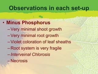 Observations in each set-up

• Minus Phosphorus
 – Very minimal shoot growth
 – Very minimal root growth
 – Violet coloration of leaf sheaths
 – Root system is very fragile
 – Interveinal Chlorosis
 – Necrosis
 