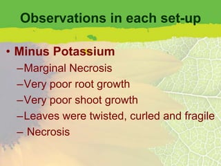 Observations in each set-up

• Minus Potassium
 –Marginal Necrosis
 –Very poor root growth
 –Very poor shoot growth
 –Leaves were twisted, curled and fragile
 – Necrosis
 