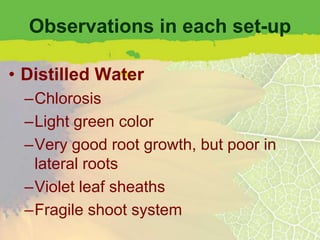 Observations in each set-up

• Distilled Water
  –Chlorosis
  –Light green color
  –Very good root growth, but poor in
   lateral roots
  –Violet leaf sheaths
  –Fragile shoot system
 