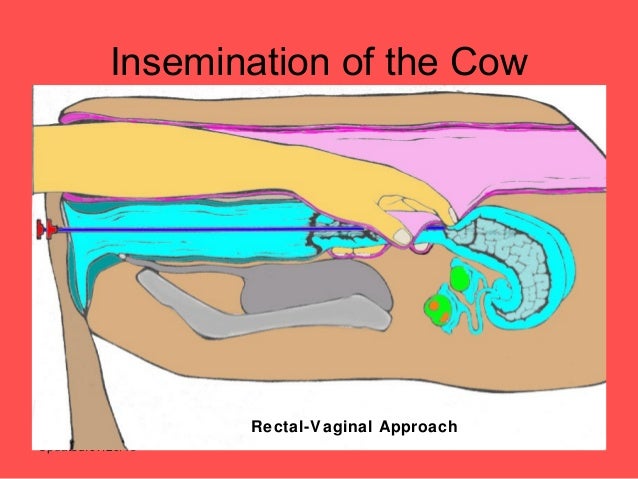 artificial insemination cattle