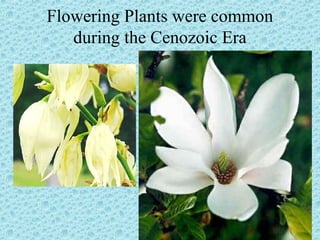 Flowering Plants were common 
during the Cenozoic Era 
