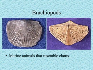 Brachiopods 
• Marine animals that resemble clams. 
 