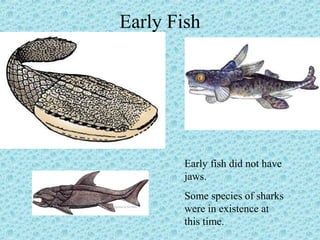 Early Fish 
Early fish did not have 
jaws. 
Some species of sharks 
were in existence at 
this time. 
 
