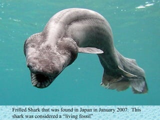Frilled Shark that was found in Japan in January 2007. This 
shark was considered a “living fossil” 
 