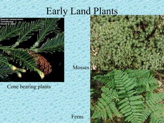 Early Land Plants 
Cone bearing plants 
Mosses 
Ferns 
 