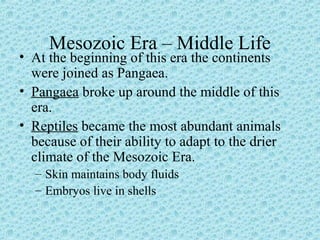 Mesozoic Era – Middle Life 
• At the beginning of this era the continents 
were joined as Pangaea. 
• Pangaea broke up around the middle of this 
era. 
• Reptiles became the most abundant animals 
because of their ability to adapt to the drier 
climate of the Mesozoic Era. 
– Skin maintains body fluids 
– Embryos live in shells 
 