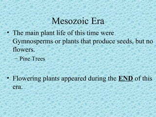 Mesozoic Era 
• The main plant life of this time were 
Gymnosperms or plants that produce seeds, but no 
flowers. 
– Pine Trees 
• Flowering plants appeared during the END of this 
era. 
 