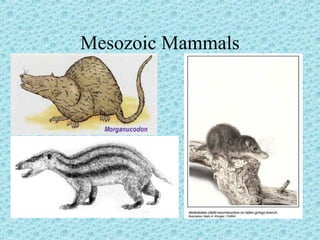 Mesozoic Mammals 
 