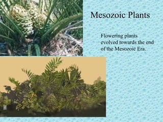 Mesozoic Plants 
Flowering plants 
evolved towards the end 
of the Mesozoic Era. 
 