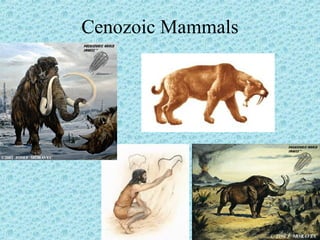 Cenozoic Mammals 
 