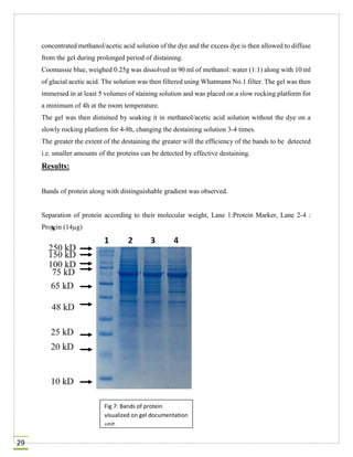 Report on molecular biology techniques | PDF