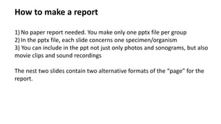 How to make a report
1) No paper report needed. You make only one pptx file per group
2) In the pptx file, each slide concerns one specimen/organism
3) You can include in the ppt not just only photos and sonograms, but also
movie clips and sound recordings
The nest two slides contain two alternative formats of the “page” for the
report.
 