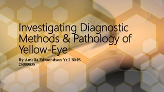 Investigating Diagnostic
Methods & Pathology of
Yellow-Eye
By Amelia Edmondson Yr 2 BMS
25000835
 