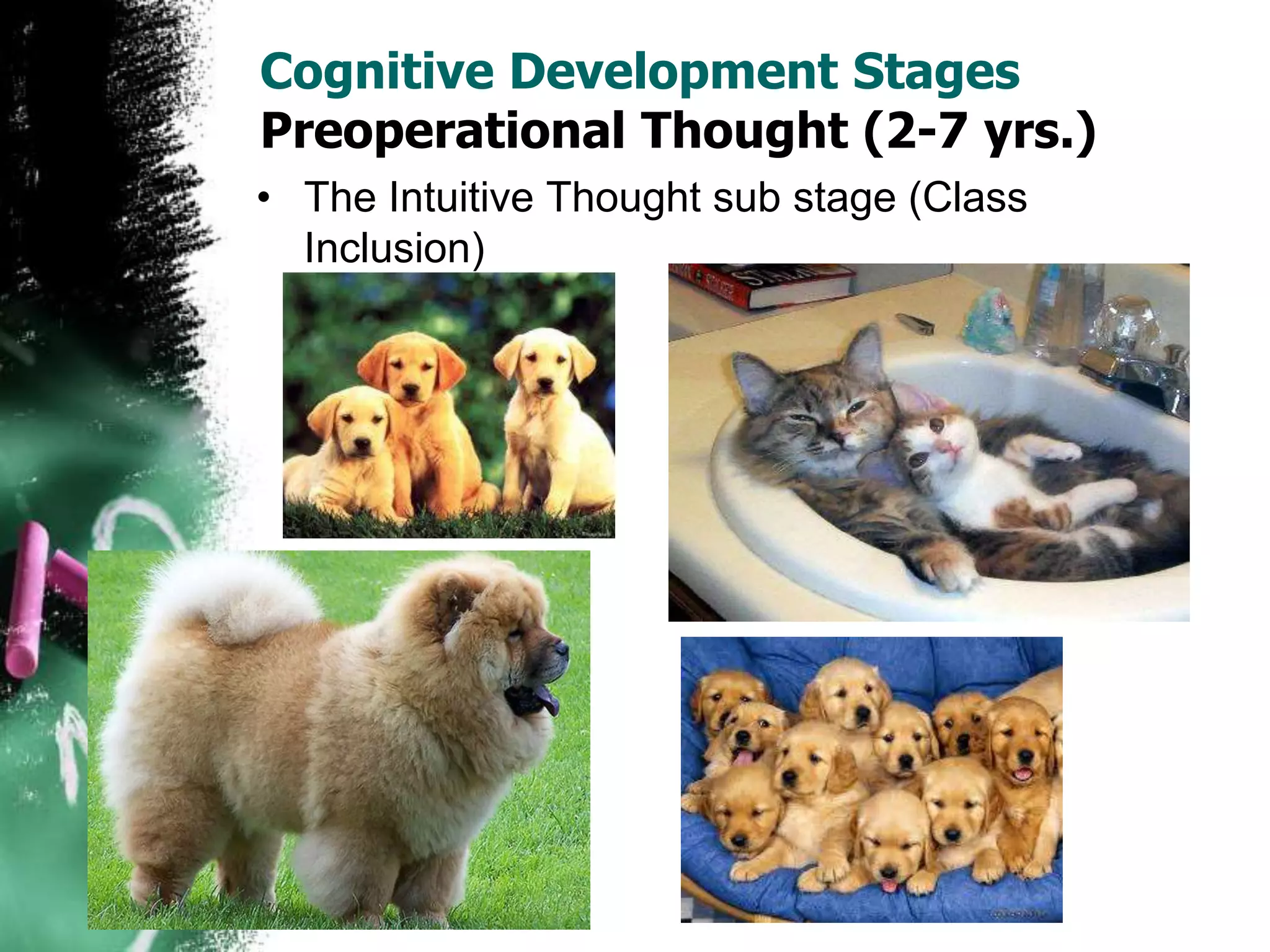 Cognitive Development Stages
Preoperational Thought (2-7 yrs.)
• The Intuitive Thought sub stage (Class
Inclusion)
 