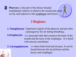 Report in Respiratory System