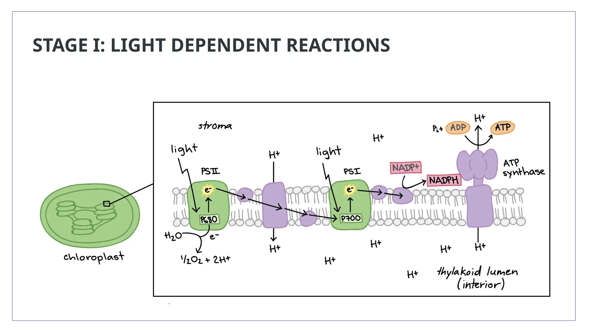 STAGE I: LIGHT DEPENDENT REACTIONS
 