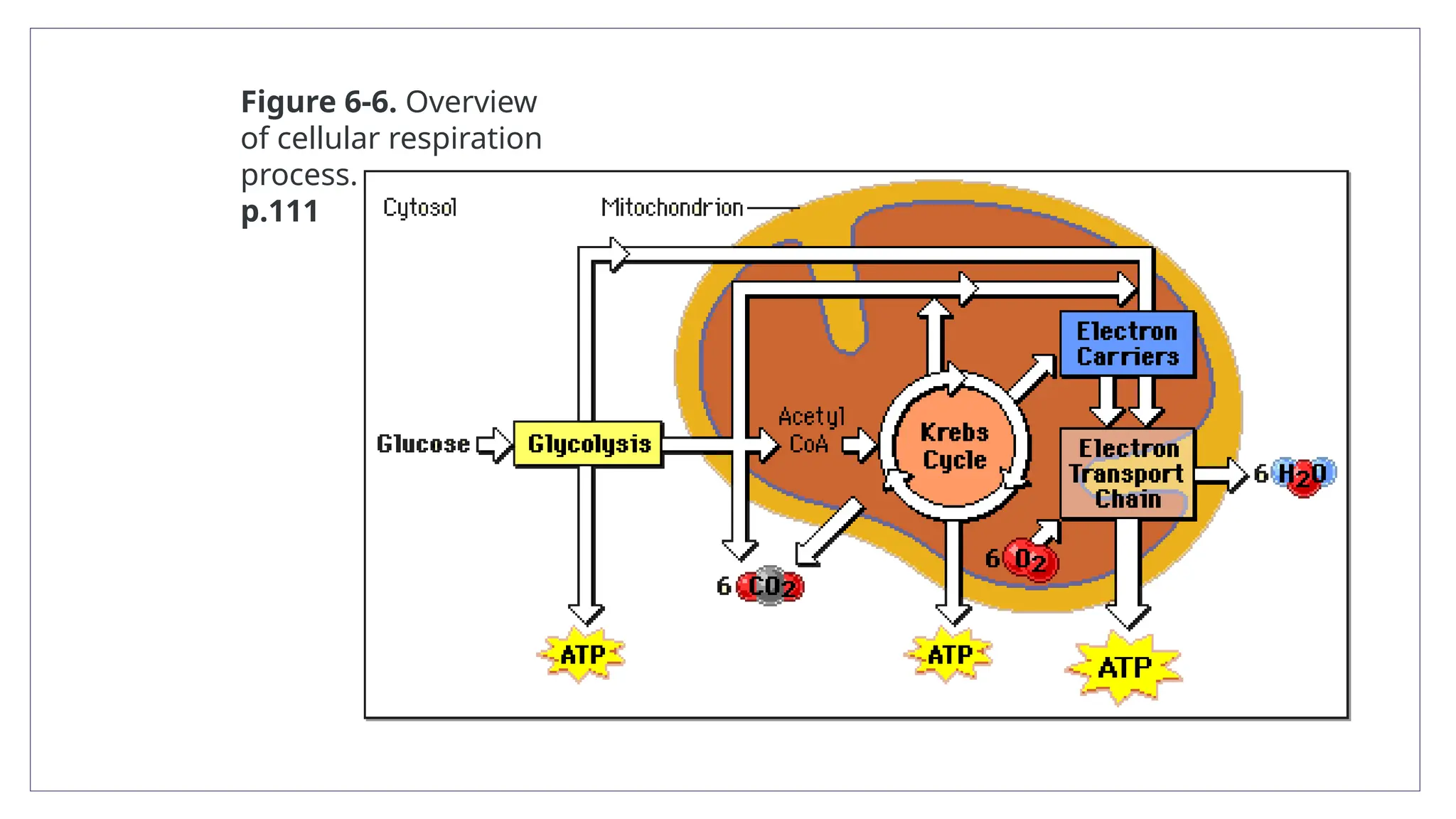 Figure 6-6. Overview
of cellular respiration
process.
p.111
 