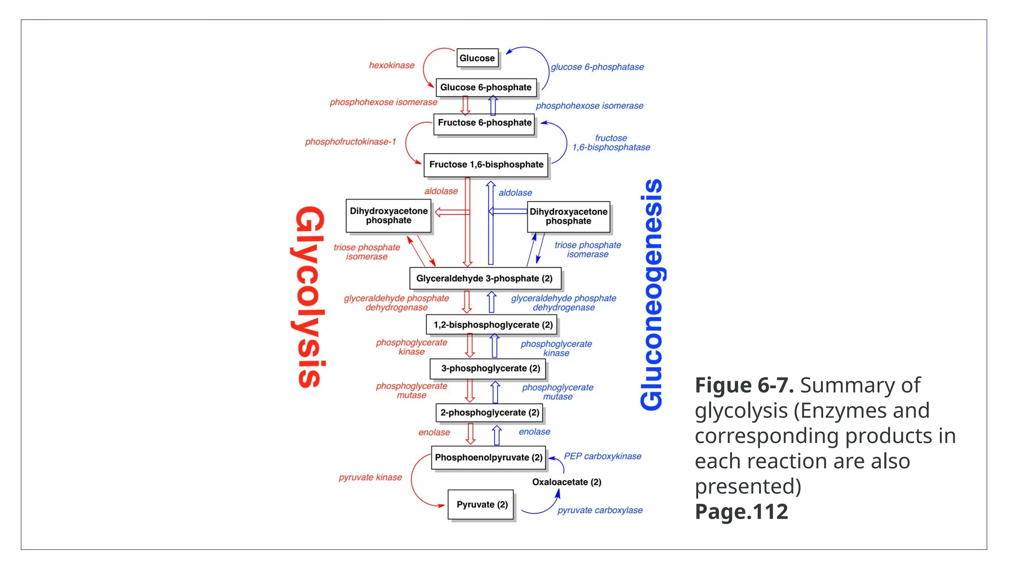 Figue 6-7. Summary of
glycolysis (Enzymes and
corresponding products in
each reaction are also
presented)
Page.112
 