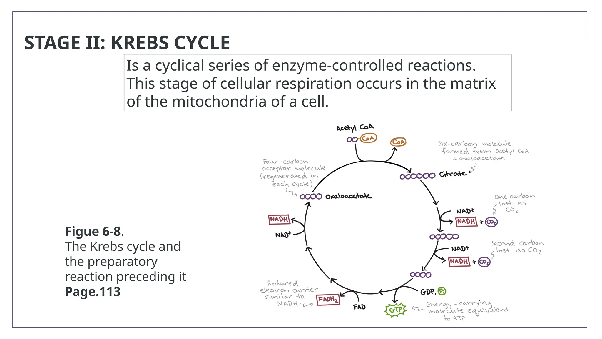 STAGE II: KREBS CYCLE
Is a cyclical series of enzyme-controlled reactions.
This stage of cellular respiration occurs in the matrix
of the mitochondria of a cell.
Figue 6-8.
The Krebs cycle and
the preparatory
reaction preceding it
Page.113
 