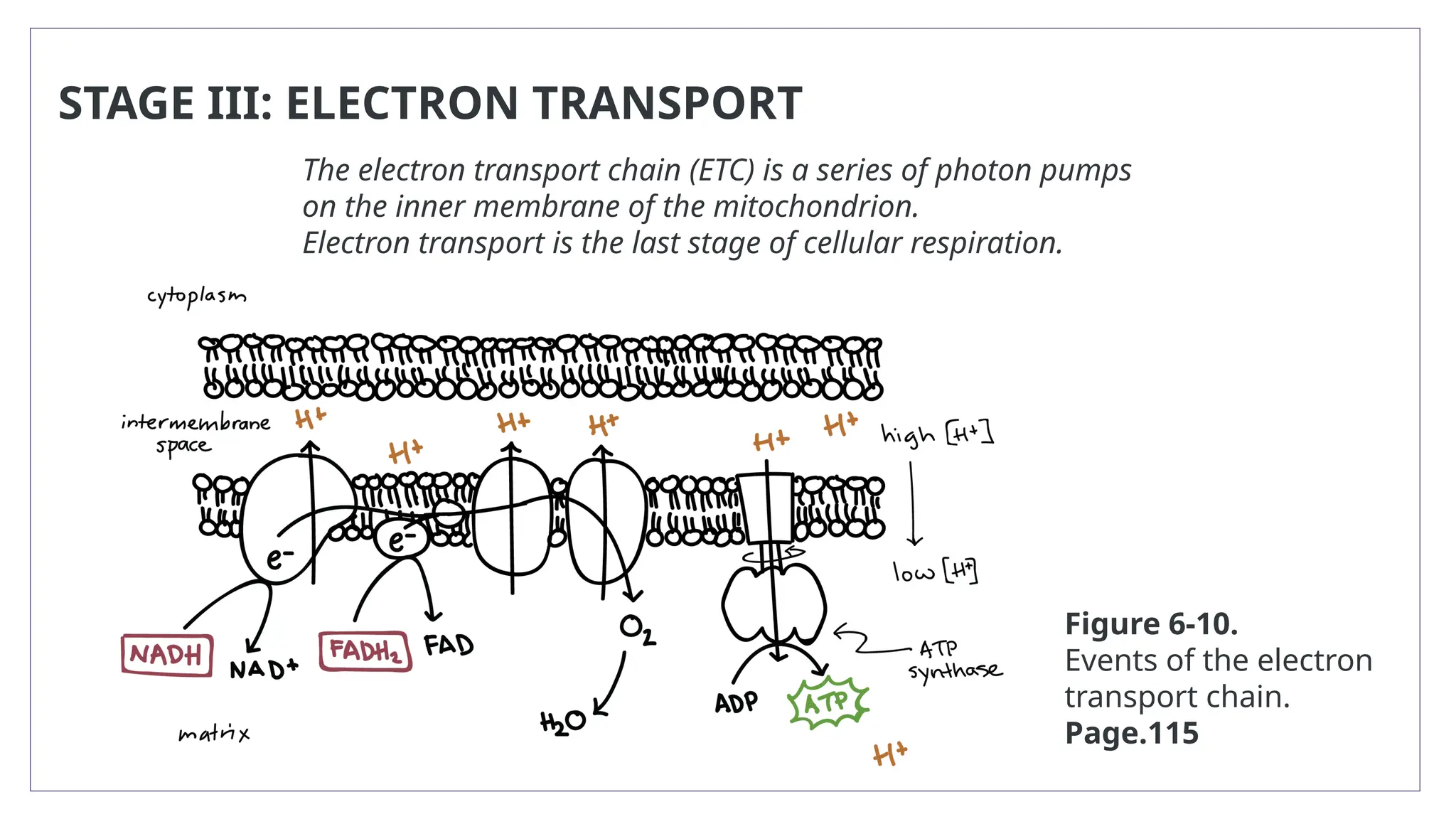 STAGE III: ELECTRON TRANSPORT
The electron transport chain (ETC) is a series of photon pumps
on the inner membrane of the mitochondrion.
Electron transport is the last stage of cellular respiration.
Figure 6-10.
Events of the electron
transport chain.
Page.115
 