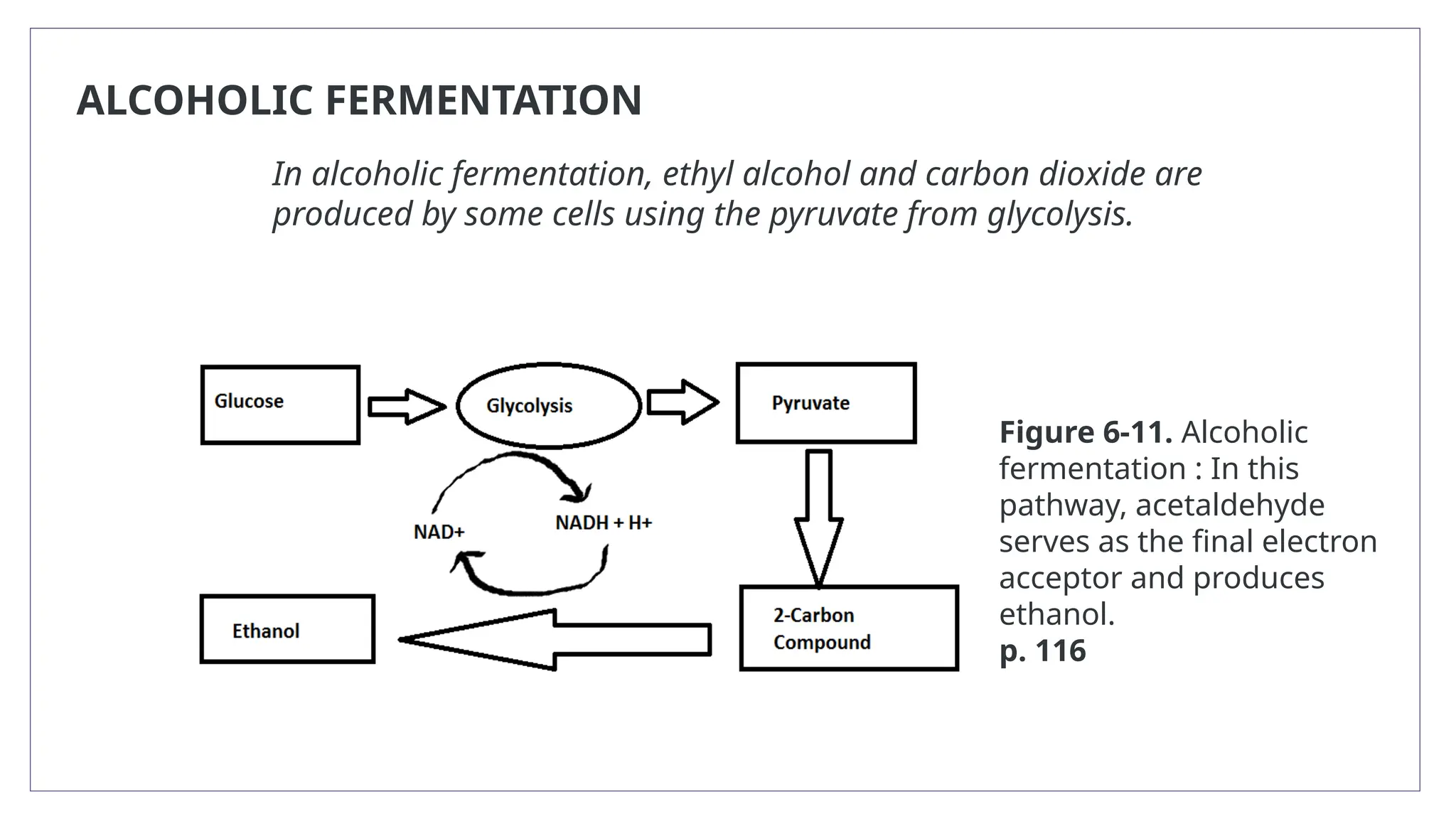 ALCOHOLIC FERMENTATION
In alcoholic fermentation, ethyl alcohol and carbon dioxide are
produced by some cells using the pyruvate from glycolysis.
Figure 6-11. Alcoholic
fermentation : In this
pathway, acetaldehyde
serves as the final electron
acceptor and produces
ethanol.
p. 116
 