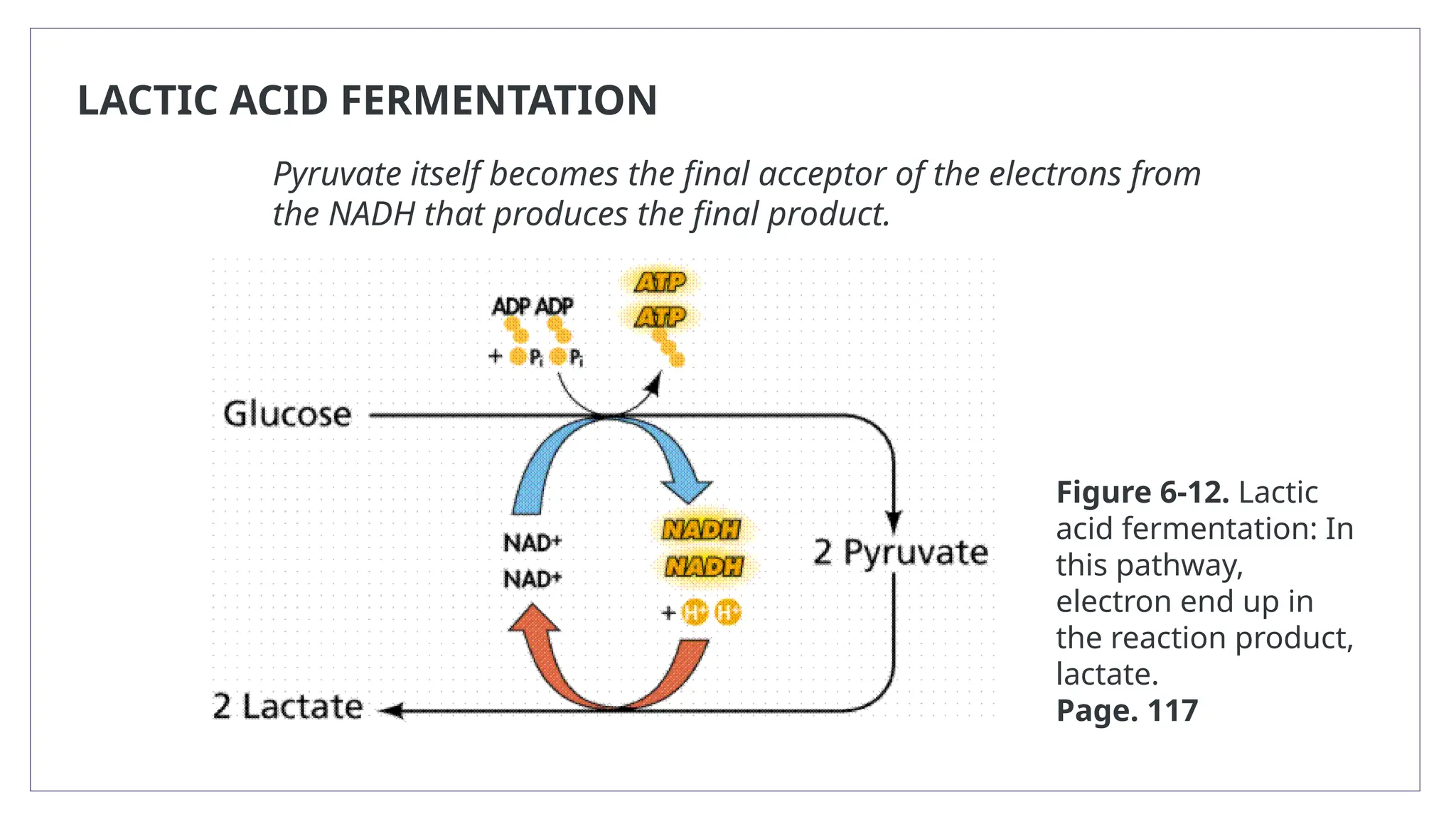 LACTIC ACID FERMENTATION
Pyruvate itself becomes the final acceptor of the electrons from
the NADH that produces the final product.
Figure 6-12. Lactic
acid fermentation: In
this pathway,
electron end up in
the reaction product,
lactate.
Page. 117
 