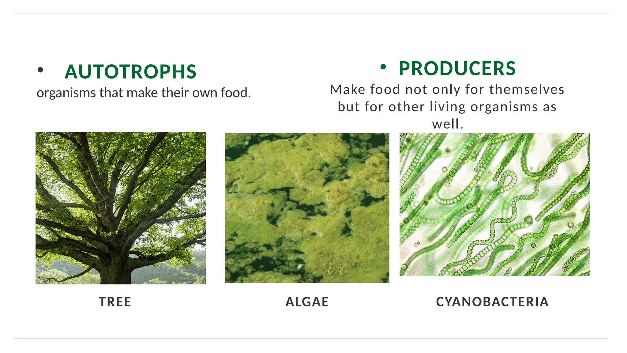 • AUTOTROPHS
organisms that make their own food.
CYANOBACTERIA
ALGAE
TREE
• PRODUCERS
Make food not only for themselves
but for other living organisms as
well.
 