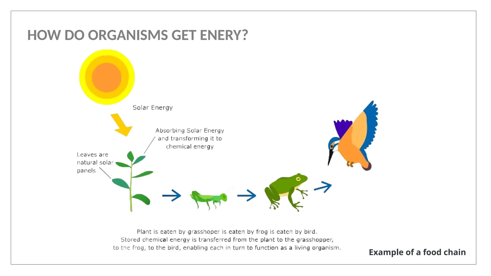 HOW DO ORGANISMS GET ENERY?
Example of a food chain
 