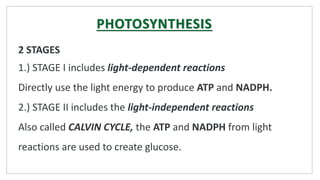 2 STAGES
1.) STAGE I includes light-dependent reactions
Directly use the light energy to produce ATP and NADPH.
2.) STAGE II includes the light-independent reactions
Also called CALVIN CYCLE, the ATP and NADPH from light
reactions are used to create glucose.
PHOTOSYNTHESIS
 