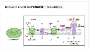 STAGE I: LIGHT DEPENDENT REACTIONS
 
