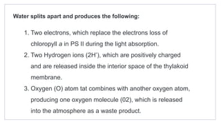 1. Two electrons, which replace the electrons loss of
chloropyll a in PS II during the light absorption.
2. Two Hydrogen ions (2H’), which are positively charged
and are released inside the interior space of the thylakoid
membrane.
3. Oxygen (O) atom tat combines with another oxygen atom,
producing one oxygen molecule (02), which is released
into the atmosphere as a waste product.
Water splits apart and produces the following:
 
