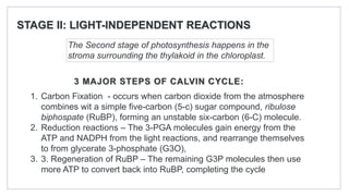 STAGE II: LIGHT-INDEPENDENT REACTIONS
The Second stage of photosynthesis happens in the
stroma surrounding the thylakoid in the chloroplast.
1. Carbon Fixation - occurs when carbon dioxide from the atmosphere
combines wit a simple five-carbon (5-c) sugar compound, ribulose
biphospate (RuBP), forming an unstable six-carbon (6-C) molecule.
2. Reduction reactions – The 3-PGA molecules gain energy from the
ATP and NADPH from the light reactions, and rearrange themselves
to from glycerate 3-phosphate (G3O),
3. 3. Regeneration of RuBP – The remaining G3P molecules then use
more ATP to convert back into RuBP, completing the cycle
3 MAJOR STEPS OF CALVIN CYCLE:
 
