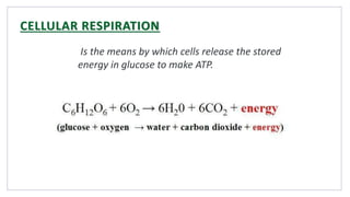 CELLULAR RESPIRATION
Is the means by which cells release the stored
energy in glucose to make ATP.
 