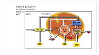 Figure 6-6. Overview
of cellular respiration
process.
p.111
 