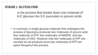 STAGE I. GLYCOLYSIS
is the process that breaks down one molecule of
6-C glucose into 3-C pyruvates or pyruvic acids.
• In summary, a single glucose molecule that undergoes the
process of glycolysis produces two molecules of pyruvic acid,
four molecule of ATP, two molecules of NADPH, and two
molecules of H2O. However only two molecules of ATP are
counted as net products since two molecules of ATP are
spent thoughout the process
 