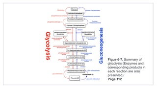 Figue 6-7. Summary of
glycolysis (Enzymes and
corresponding products in
each reaction are also
presented)
Page.112
 