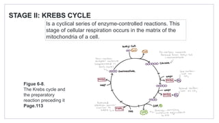 STAGE II: KREBS CYCLE
Is a cyclical series of enzyme-controlled reactions. This
stage of cellular respiration occurs in the matrix of the
mitochondria of a cell.
Figue 6-8.
The Krebs cycle and
the preparatory
reaction preceding it
Page.113
 