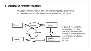 ALCOHOLIC FERMENTATION
In alcoholic fermentation, ethyl alcohol and carbon dioxide are
produced by some cells using the pyruvate from glycolysis.
Figure 6-11. Alcoholic
fermentation : In this
pathway, acetaldehyde
serves as the final electron
acceptor and produces
ethanol.
p. 116
 