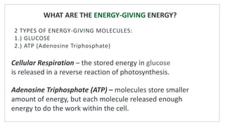 WHAT ARE THE ENERGY-GIVING ENERGY?
2 TYPES OF ENERGY-GIVING MOLECULES:
1.) GLUCOSE
2.) ATP (Adenosine Triphosphate)
Cellular Respiration – the stored energy in glucose
is released in a reverse reaction of photosynthesis.
Adenosine Triphosphate (ATP) – molecules store smaller
amount of energy, but each molecule released enough
energy to do the work within the cell.
 