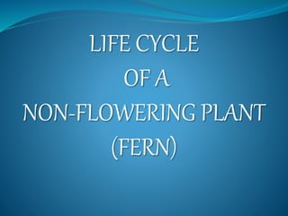 LIFE CYCLE
OF A
NON-FLOWERING PLANT
(FERN)
 